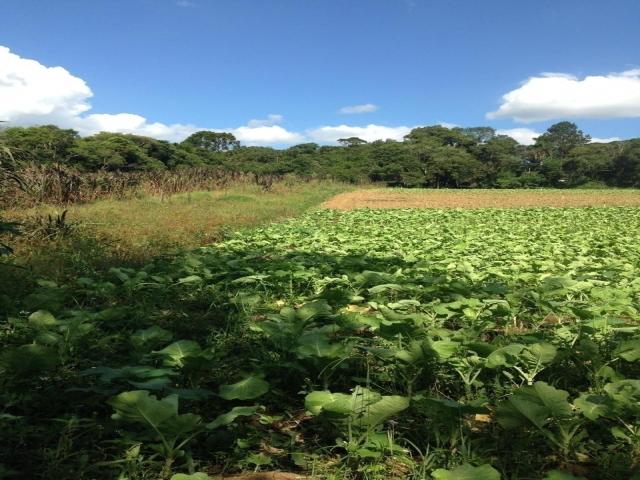 #164 - Terreno para Venda em Ibiúna - SP - 2